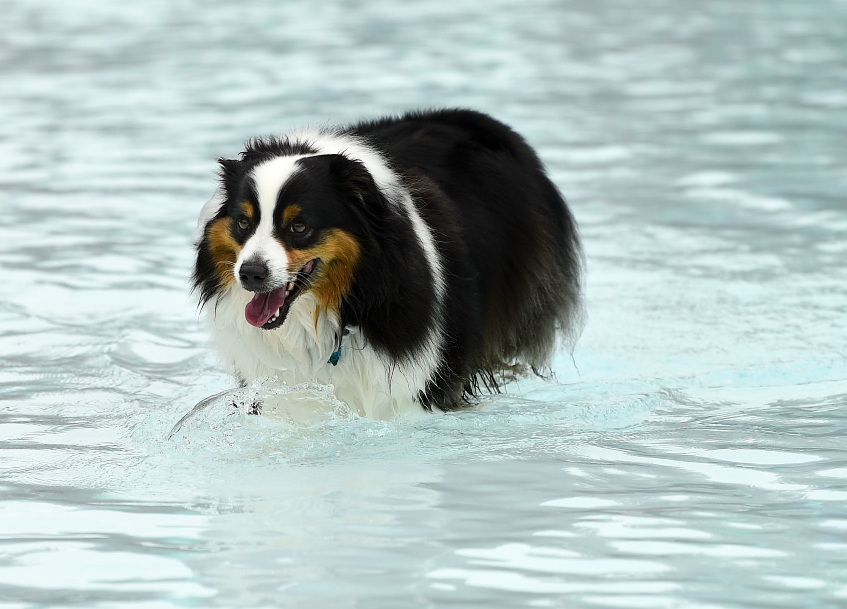 081919-mda-nws-furfriends-002a.JPG